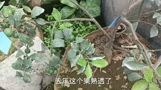 脆蜜金柑消失 一半谁偷的 #自家果园