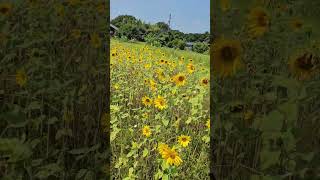 #動画配信 #ひまわり #花 #ヒマワリ#向日葵 #米子市