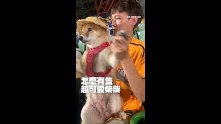 柴柴陪爸看球賽被操控　一臉問號跳應援舞XD｜#寵物雲 #shorts