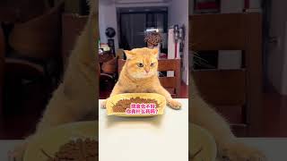 我只是对症下药 为什么要打我……我和我的猫