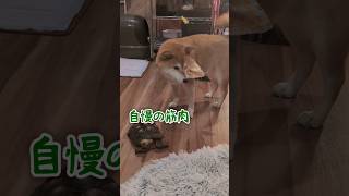 カメのおっちゃんプチ散歩 #柴犬スティーブ #コーギー #保護リクガメ