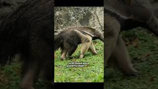 Why Anteaters Are the Smartest Foragers in the Jungle #Anteater #WildlifeNarration #JungleAnimals
