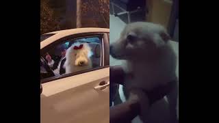 #cutedog