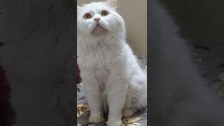 Persian kitten cat short❤#youtubeshort #cutepets #cuteanimal #cute #cat #viralshort #prettyfunny