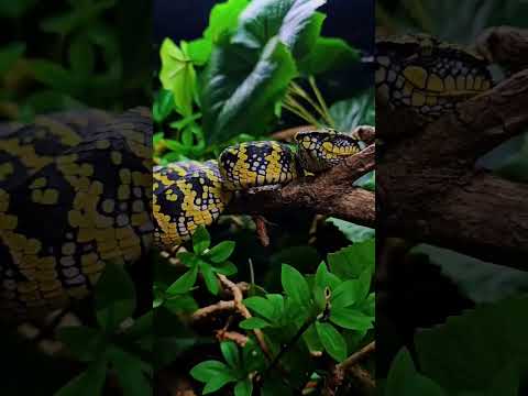 Tropidolaemus Wagleri #vipera #tropidolaemus #wagleri