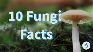 10 Fantastic Fungi Facts! 🍄