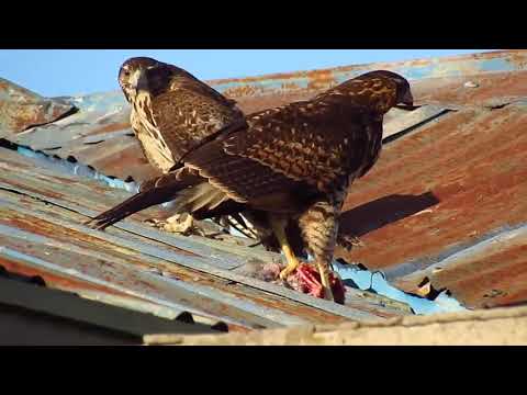 Peucos cazando paloma/ Harris's Hawk eating a Pigeon ( PARABUTEO UNICINCTUS)