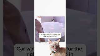 Flick reacts to internet cat videos| #cat #sillycats