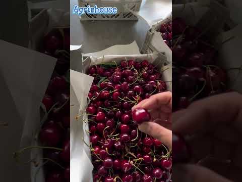 #FreshCherries #PremiumFruit #CherrySeason #Fruit #FruitExport #GradeACherries  #SweetCherries