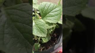 nakabuhay din Dubai mini gareden #life #shortvideo  #shorts