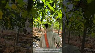Harvesting loofah #smartfarming #gardeningtips #farmingtips