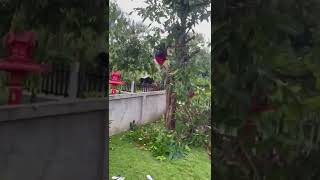 Thailand #thailandtravel #thailandupdate #thailandurlaub #shorts