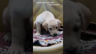 show quality 🔥 lab puppies for sale in Bangalore #pets #dog #puppy #quality #doglife #cute #love