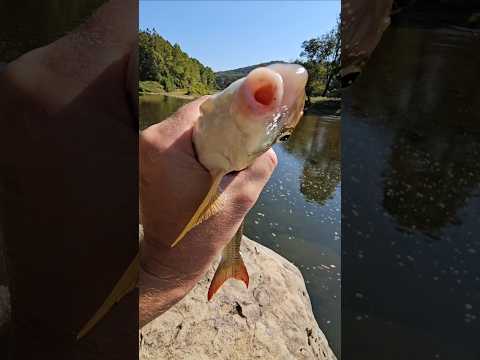 Catch and cook Redhorse Sucker