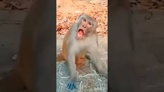 zebra dove 🐦💞 & monkey 🐒 funny 🤣#funnyvideos #dove #monkey #viral #video #funny #cute #shorts