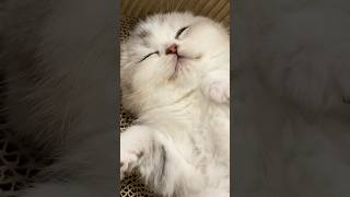 꿀잠 자는 고양이
