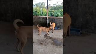 Playing #dog #dogs#dogfunny #dogvideo