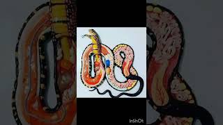 Internal View of Snake 🐍 😱 #shorts #viralshorts #snake