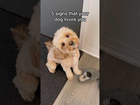 5 Signs Your Dog Really Loves You ❤️
