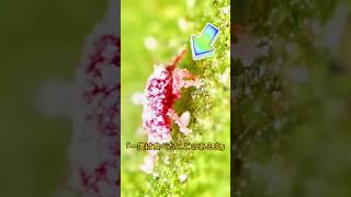 人間の好きな昆虫 #一分でわかる #雑談 #プチ知識 #農業 #雑学