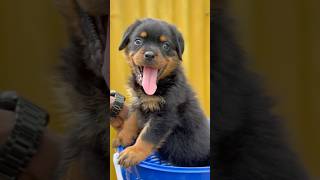 Cute Rottweiler Puppy Video #viral #tranding #puppy #cutevideos #hmm #dog