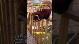 #cute #animals #可愛 #小熊貓