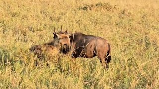 hyena attack a young wildebeest bring it down videos