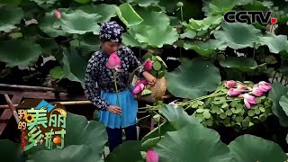 微山湖中南阳村，乾隆皇帝曾慕名而来的美丽乡村 | CCTV「我的美丽乡村」20201123
