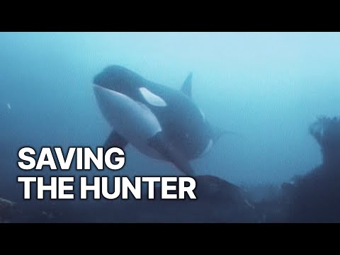 Killer In Peril | Saving the Hunter
