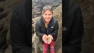 Beachcombing SEA GLASS BEACH in Fort Bragg California