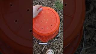 A BUCKET TOMATO PLANTER