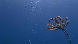 2016 mimic octopus2