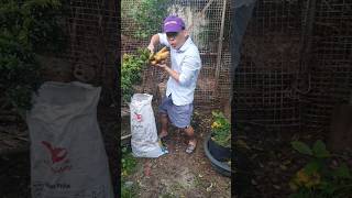 Survival Skills Life Hacks: Useful IDea  BANANAS #shorts #lifehacks #campping #outdoors #bushcraft