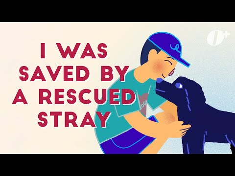 How A Stray Dog Saved My Life | If This Isn't Love