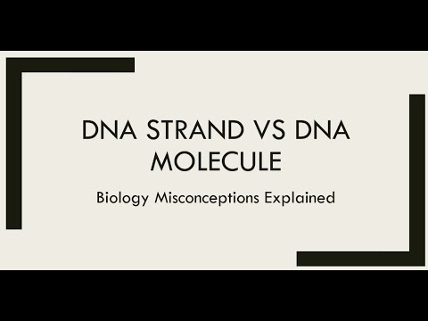 DNA strand vs DNA molecule