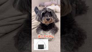 A dog whose face is shaped like a rice ball 🍙 #dog #schnauzer #cheerful video #cute #miniature sc...