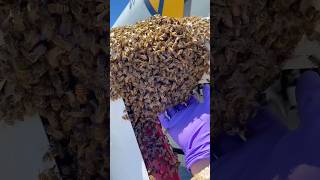 Woman Saves Bees From A Plane l The Dodo