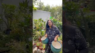 My DIY Home Garden Makeover #HomeGardenMakeover#DIYGarden#GardenTransformation #gardeningaesthetics