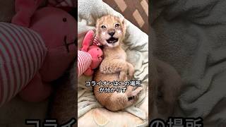 ライオンは何年後でも自分を救ったレンジャーを決して忘れなかった