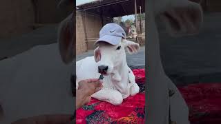 IND vs NZ match par Vrinda 🐮 ki Opinion 👀🏏 | Cow Commentary on Cricket match 😱 #cowsblike