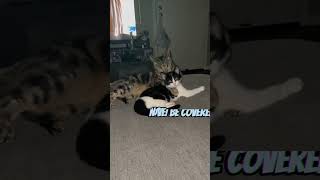 Meet my babies #foryou #cat #catlady #catlover #viralvideo