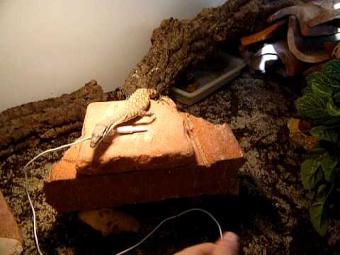 holding kimberley rock monitor