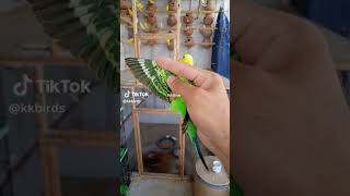 Beautiful TCB Budgies #bird #budgies #birdslover #tcb Budgies
