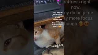 my #kitten #kittens using me as a #mattress  during my #workcall #meetings. #wfh2023 #cat #pets #fyp