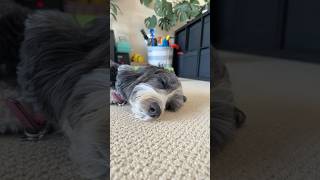 The one and only Ruby | RubyDatDoge #viral #ruby #dog #dogshorts #australianlabradoodle #nametrends