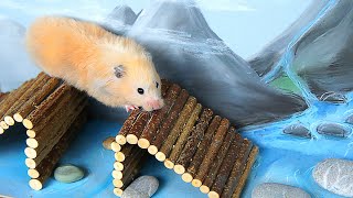 Hamster takes on the Military Obstacle Course!