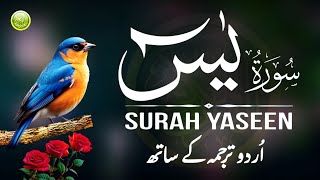 Surah Yaseen With Urdu Translation | Episode 220 | Surah Yaseen Urdu Tarjuma ke Sath