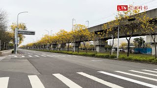 南科園區黃金花海綿延 逾3000棵黃花風鈴木盛開
