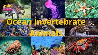 Ocean Invertebrate Animal Names for Kids– Amazing Sea Creatures Without Bones!