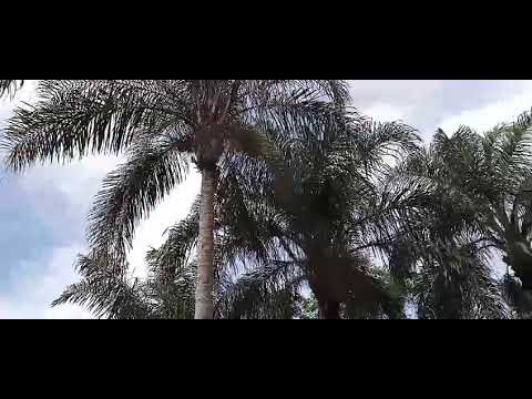 #As maravilha de Deus como e lindo vê a natureza assim verdinha#Nordestinos Estilingue#RJ❤️